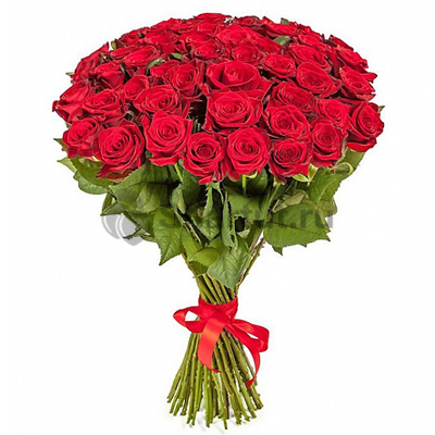 51 красная высокая элитная роза 80 см