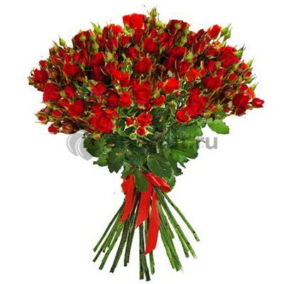 25 кустовых красных роз 60 см